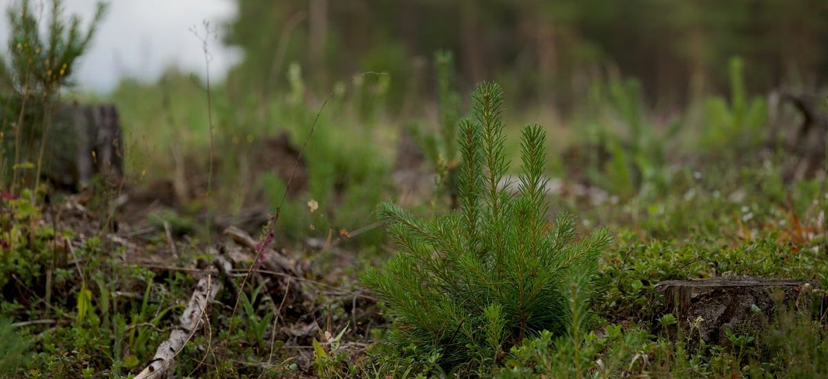 Close-up of a young evergreen plant amidst a forest clearing with natural background.