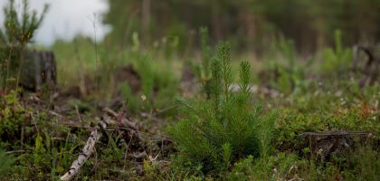 Close-up of a young evergreen plant amidst a forest clearing with natural background.
