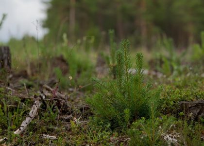 Close-up of a young evergreen plant amidst a forest clearing with natural background.